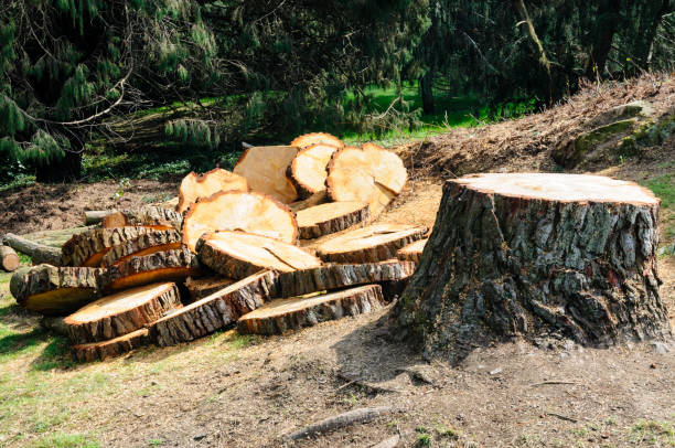 How Our Tree Care Process Works  in  Upper Lake, CA